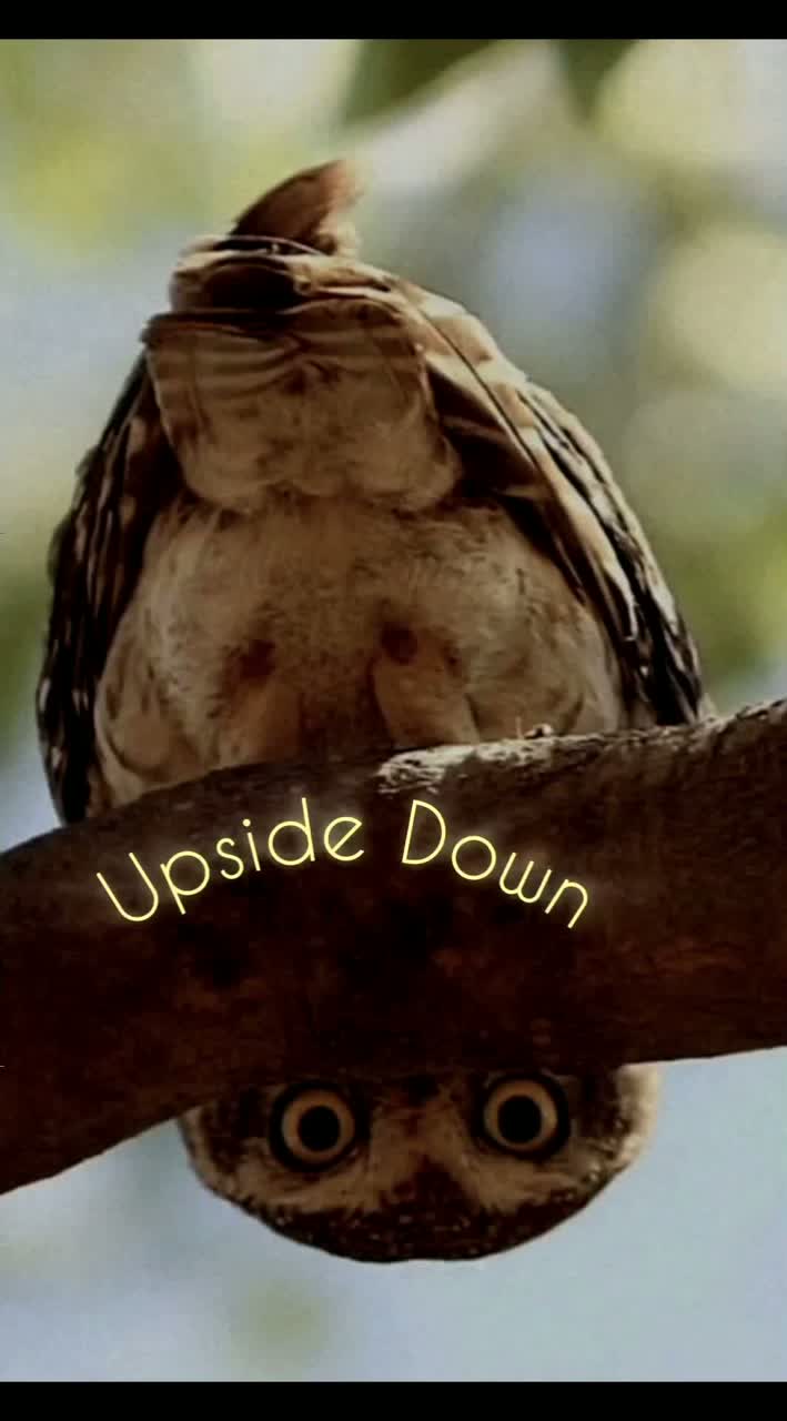 Upside Down