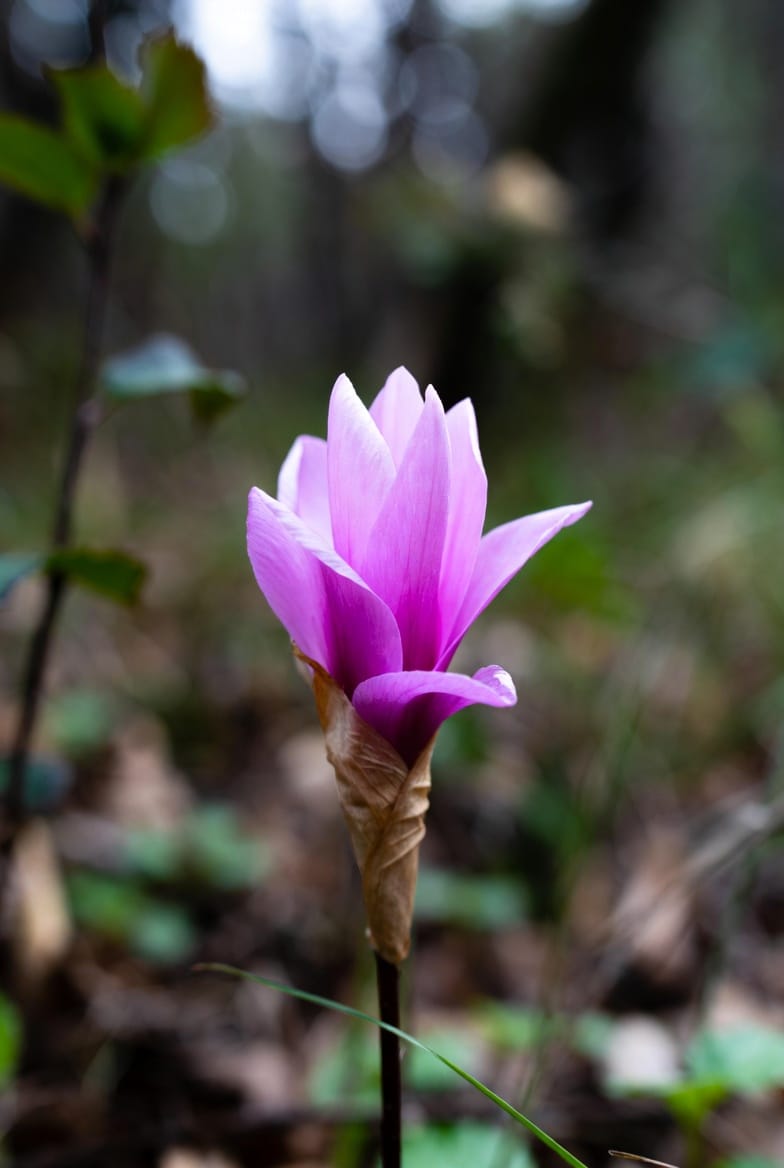 A Vida Floresce Agora (Life Begins Now)