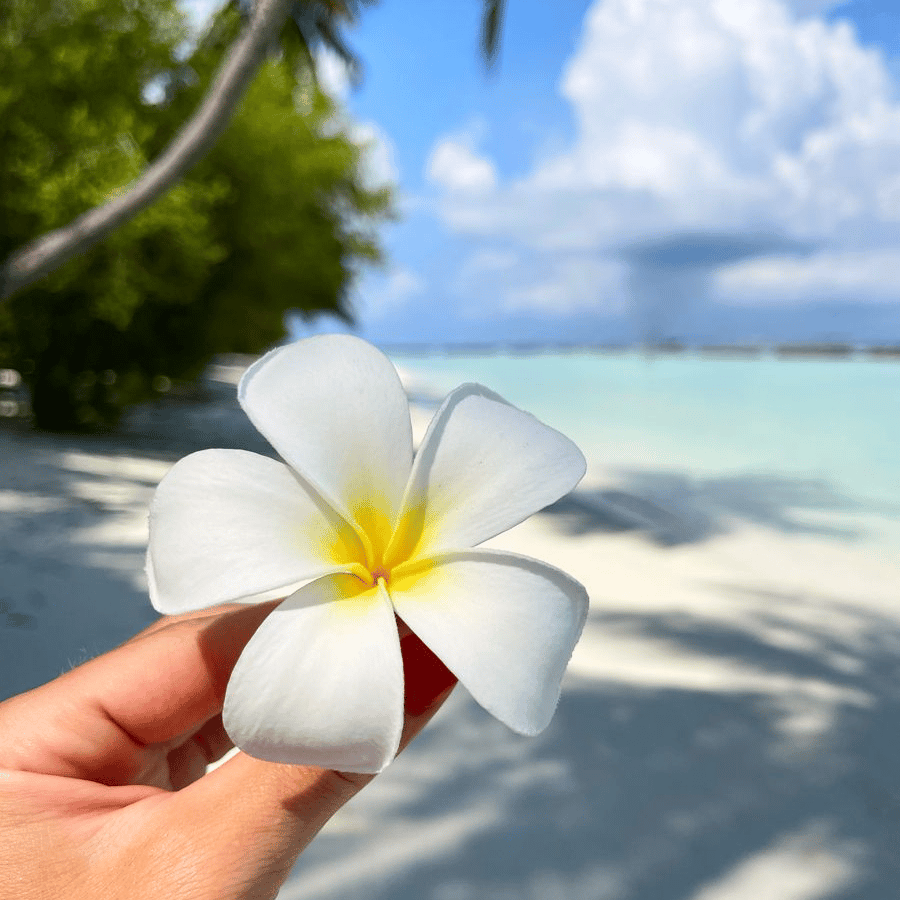 ลั่นทมขาว-White Plumeria