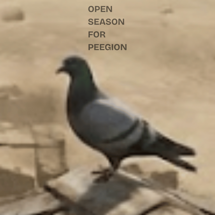 Open Season for Peegion