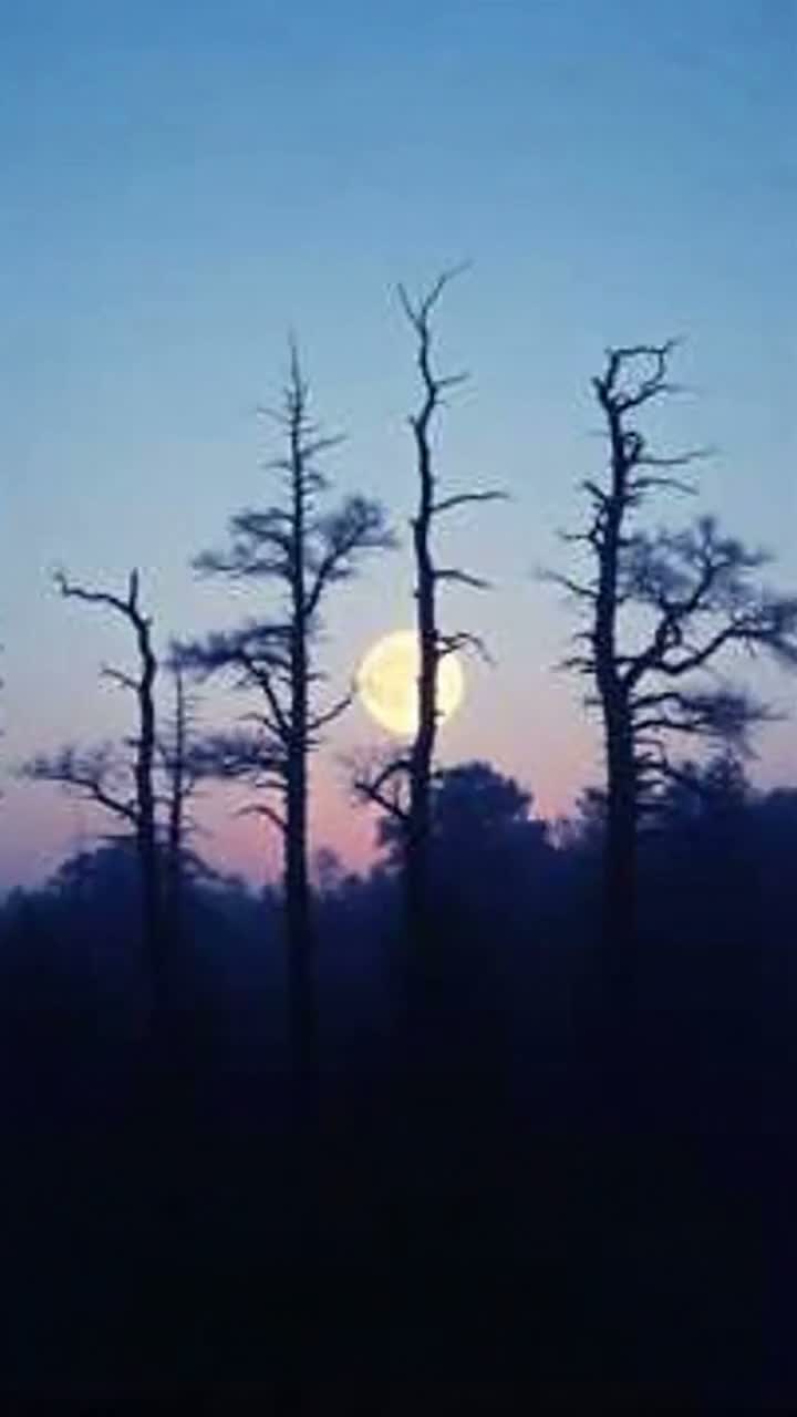 Night Echoes