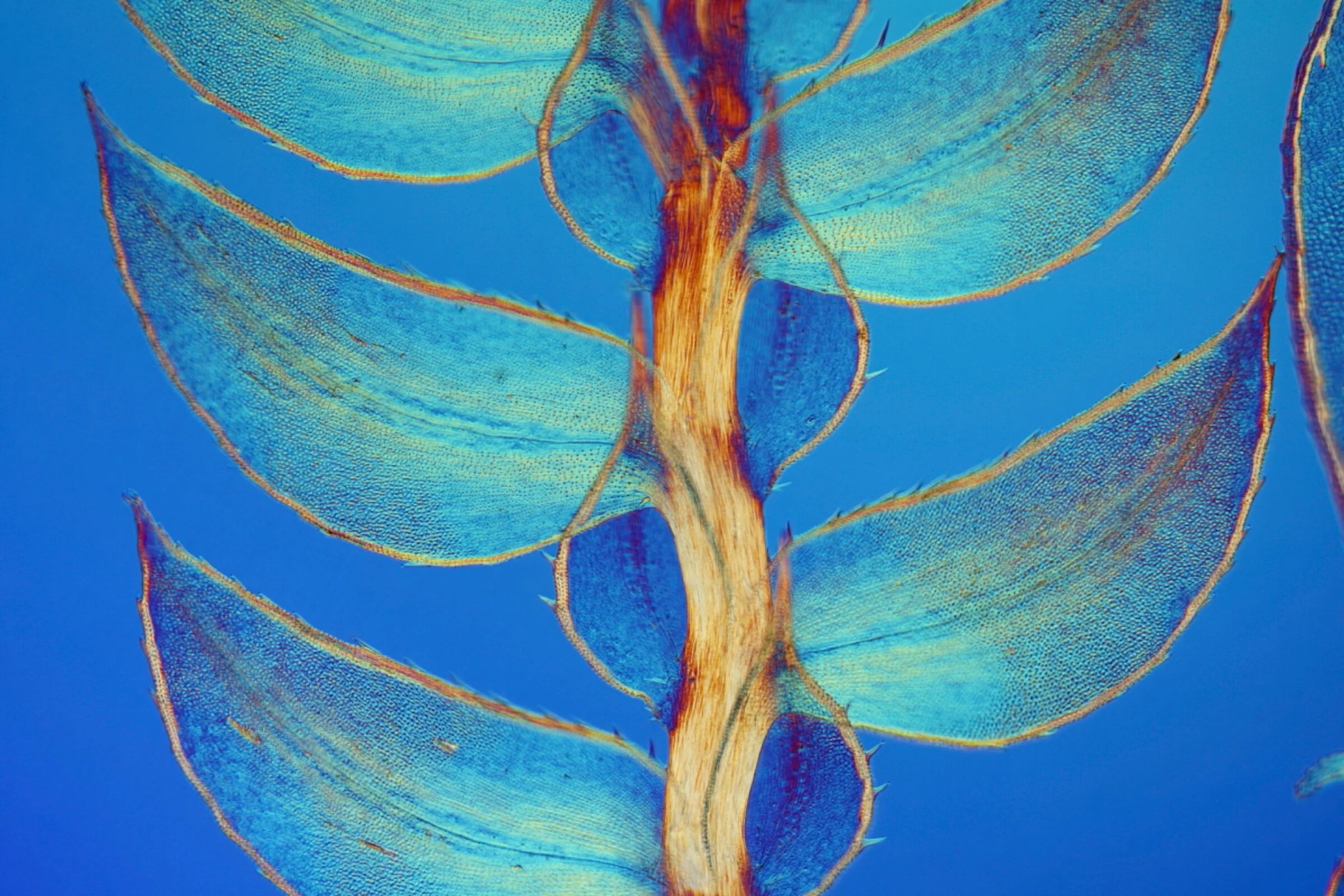 Resonador bajo la lente