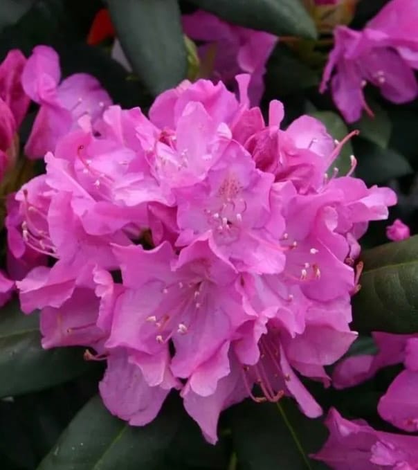 Вічне кохання (Автор вірша: невідомий)