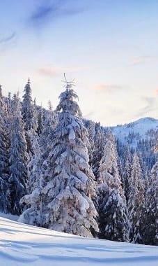 2026: новорічний настрій в Україні (© text)