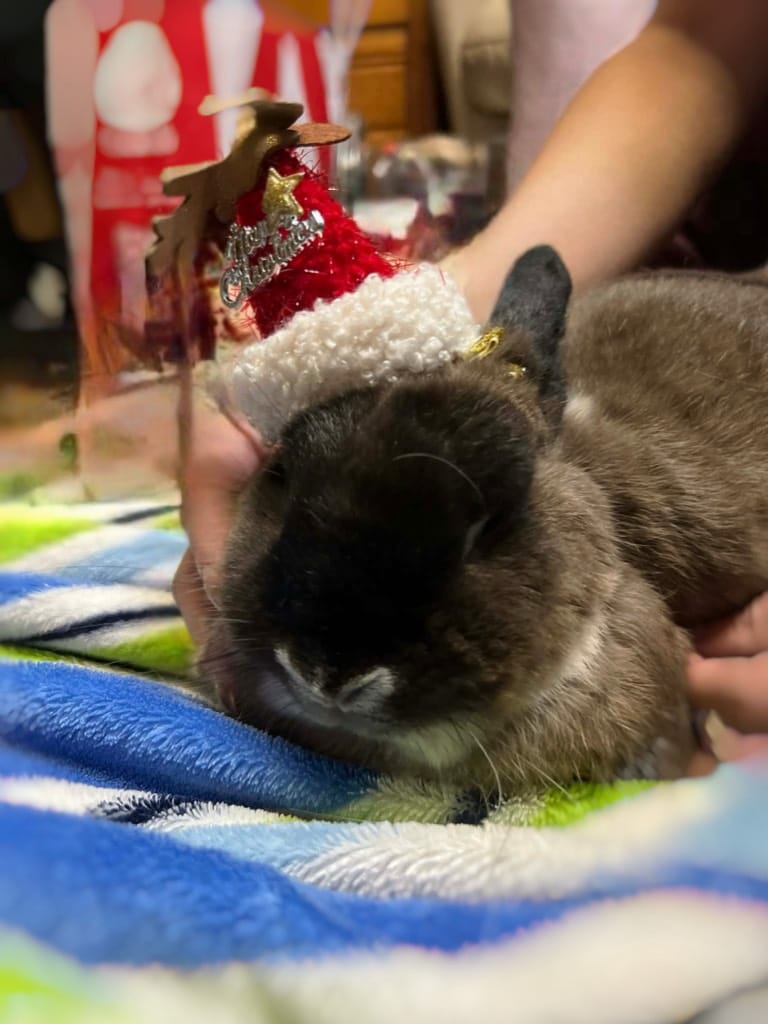🐰Black nose: Merry Glitchmas🎅