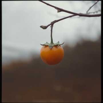 떫은 기억 (The Unripe Memory)