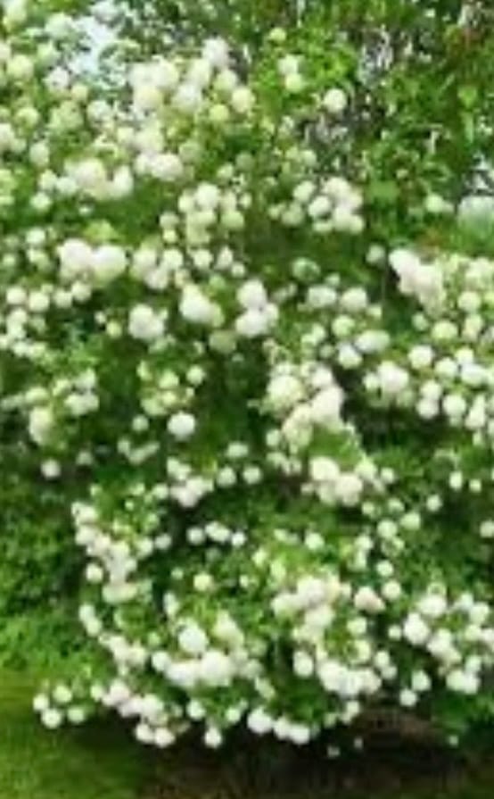 Кущ калини (Українська народна пісня)