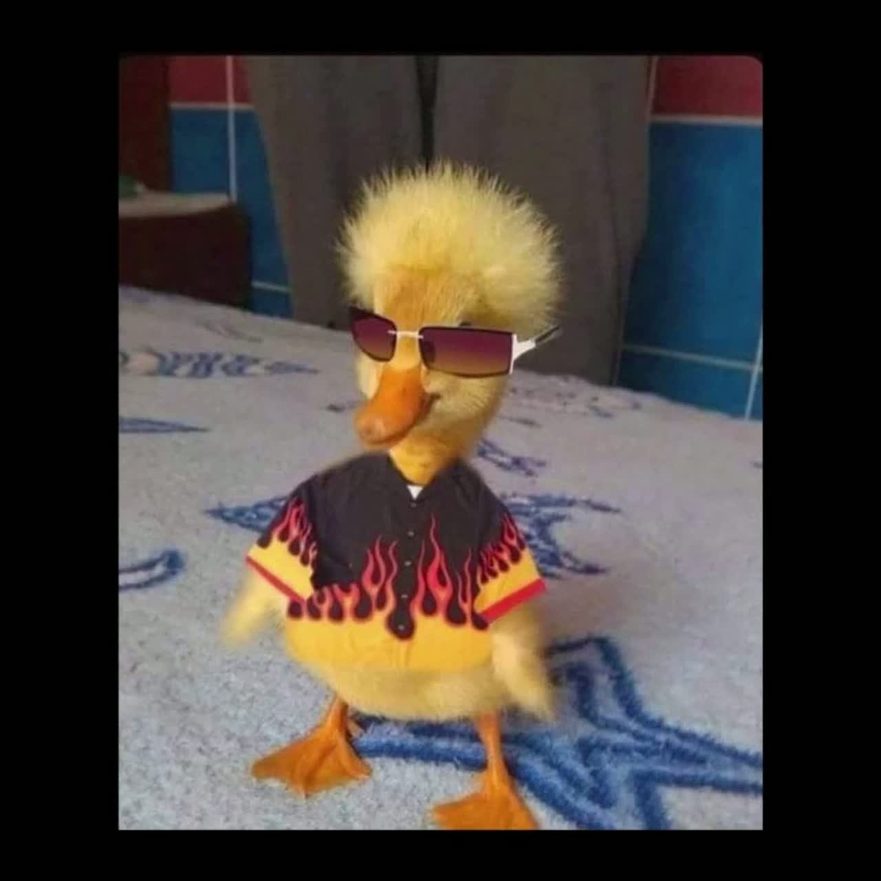 Le Caneton le Plus Cool de l’Étang