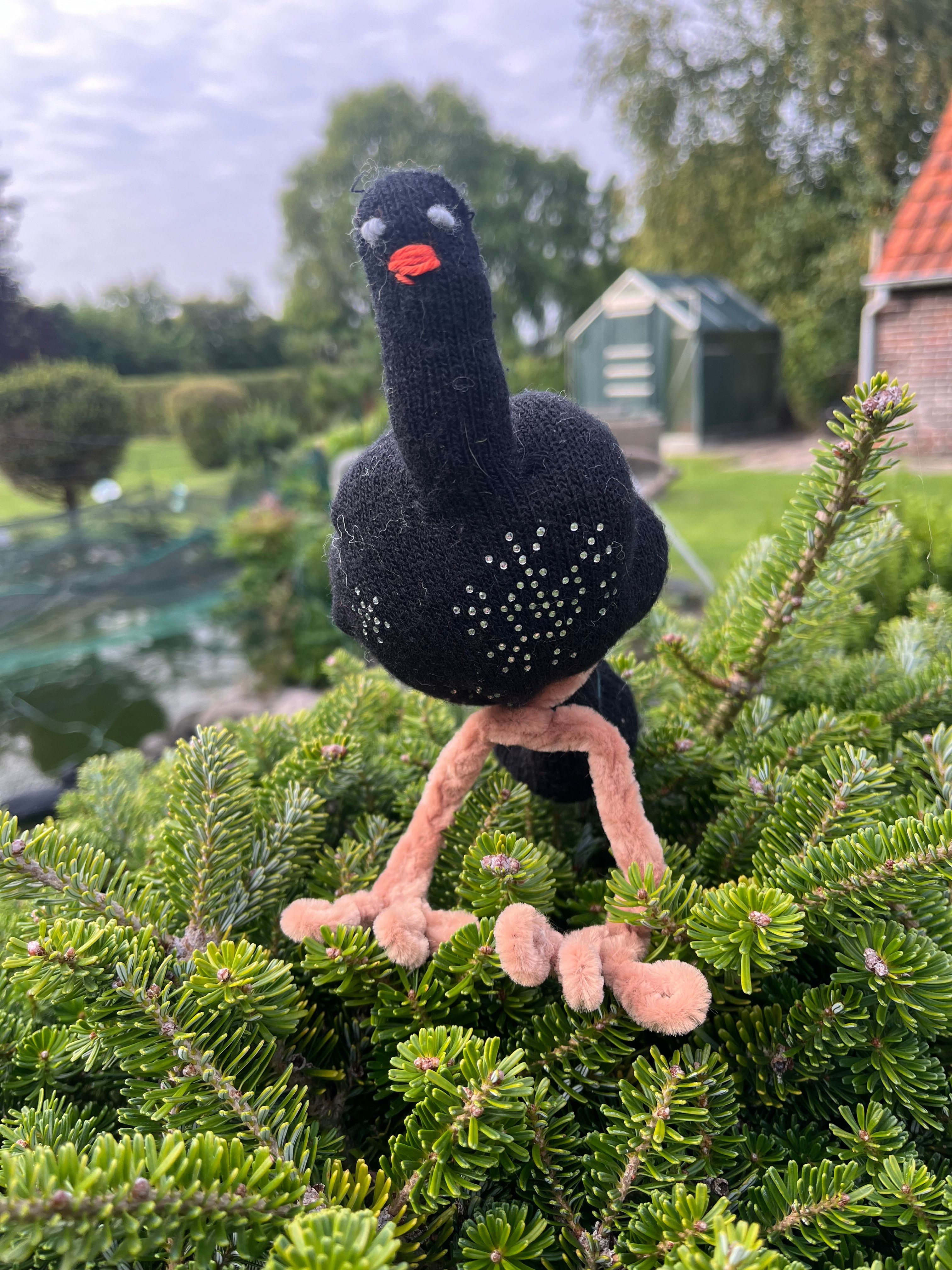 Mittelfinger Vogel 