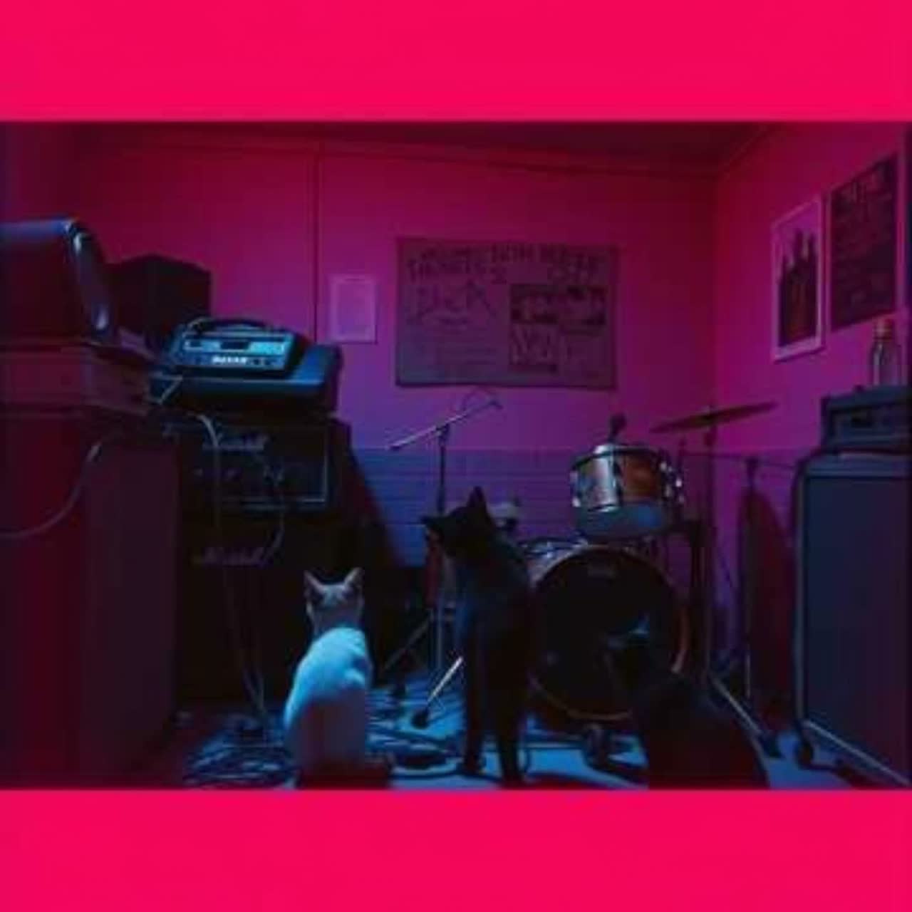 "CATS"