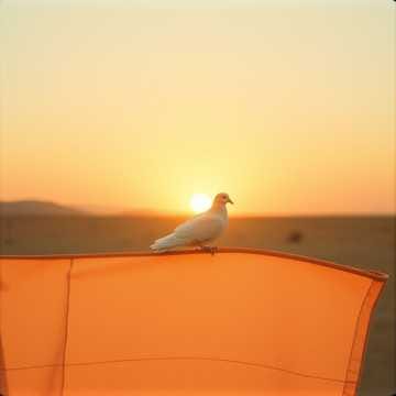 Is This Peace, or a Cry Wrapped in Silence