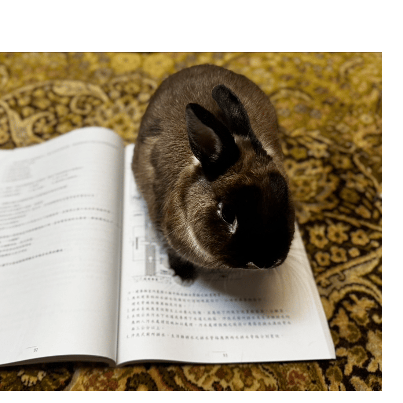 🐰Black nose: Stop reading! Look at me!