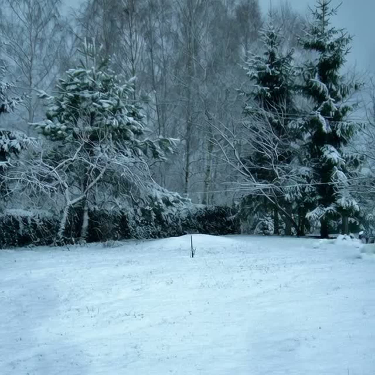 Zima