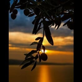 El Olivo y la Sombra