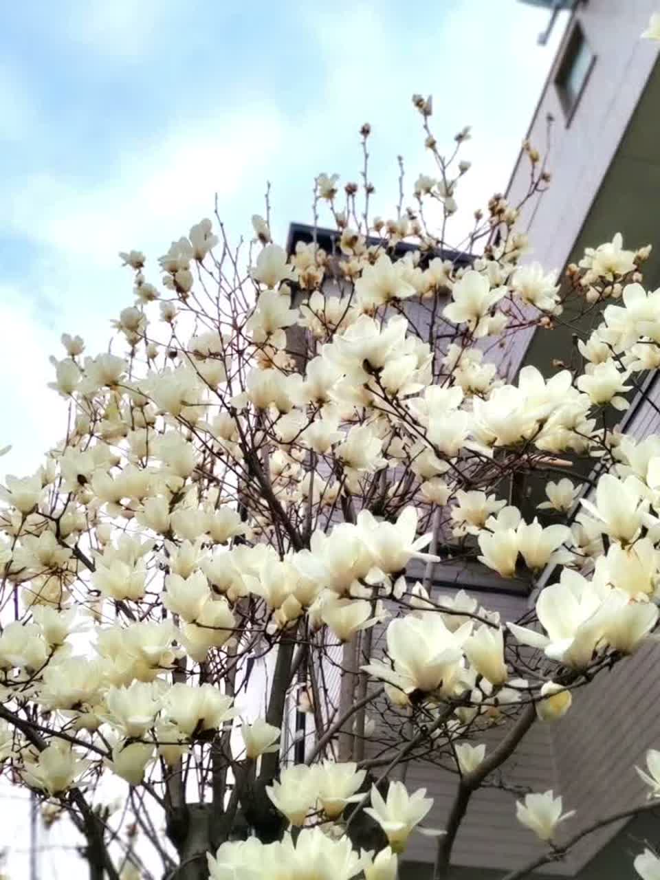 The Day of the Magnolia (モクレンが咲く日ーEnglish Version)