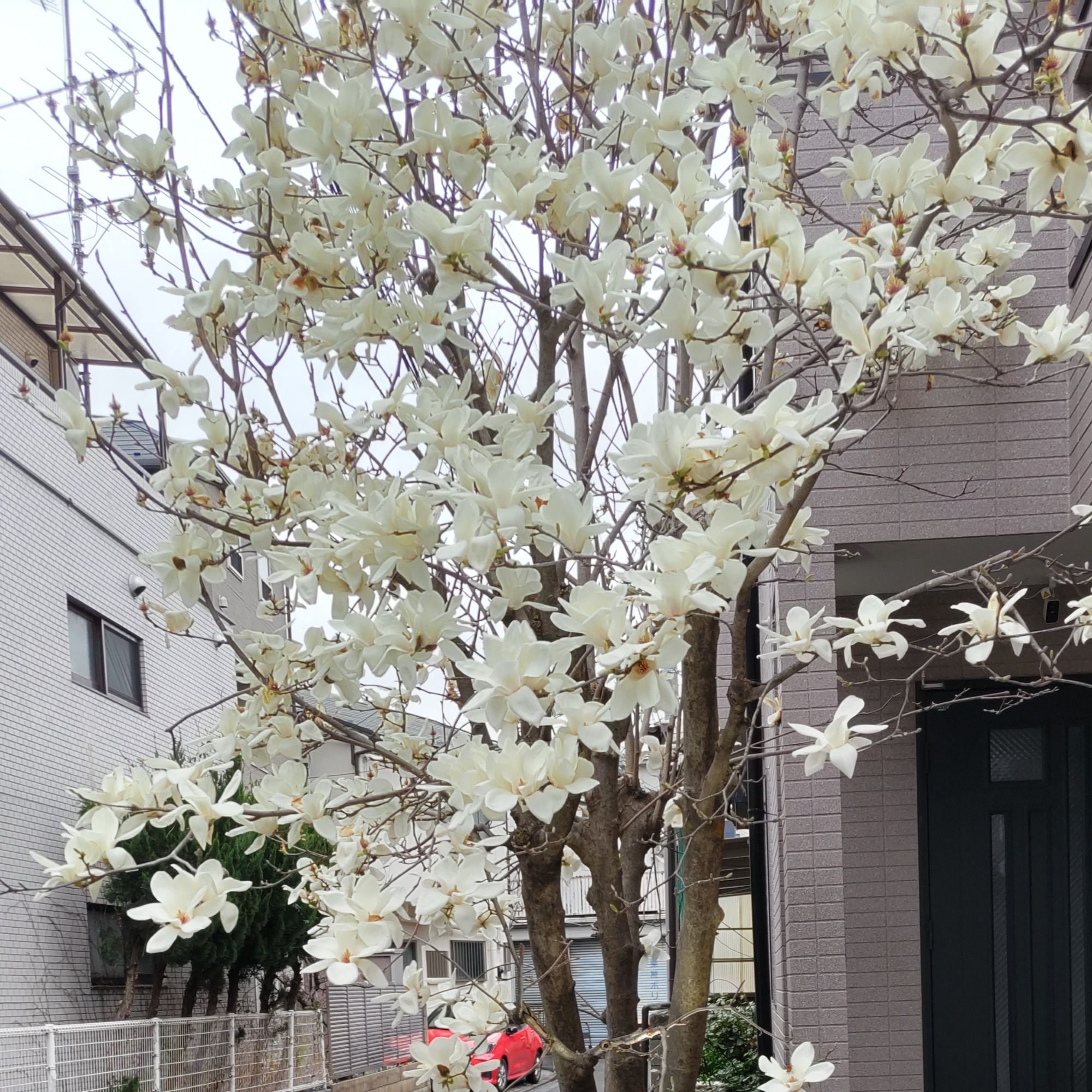 天にモクレンの花を
