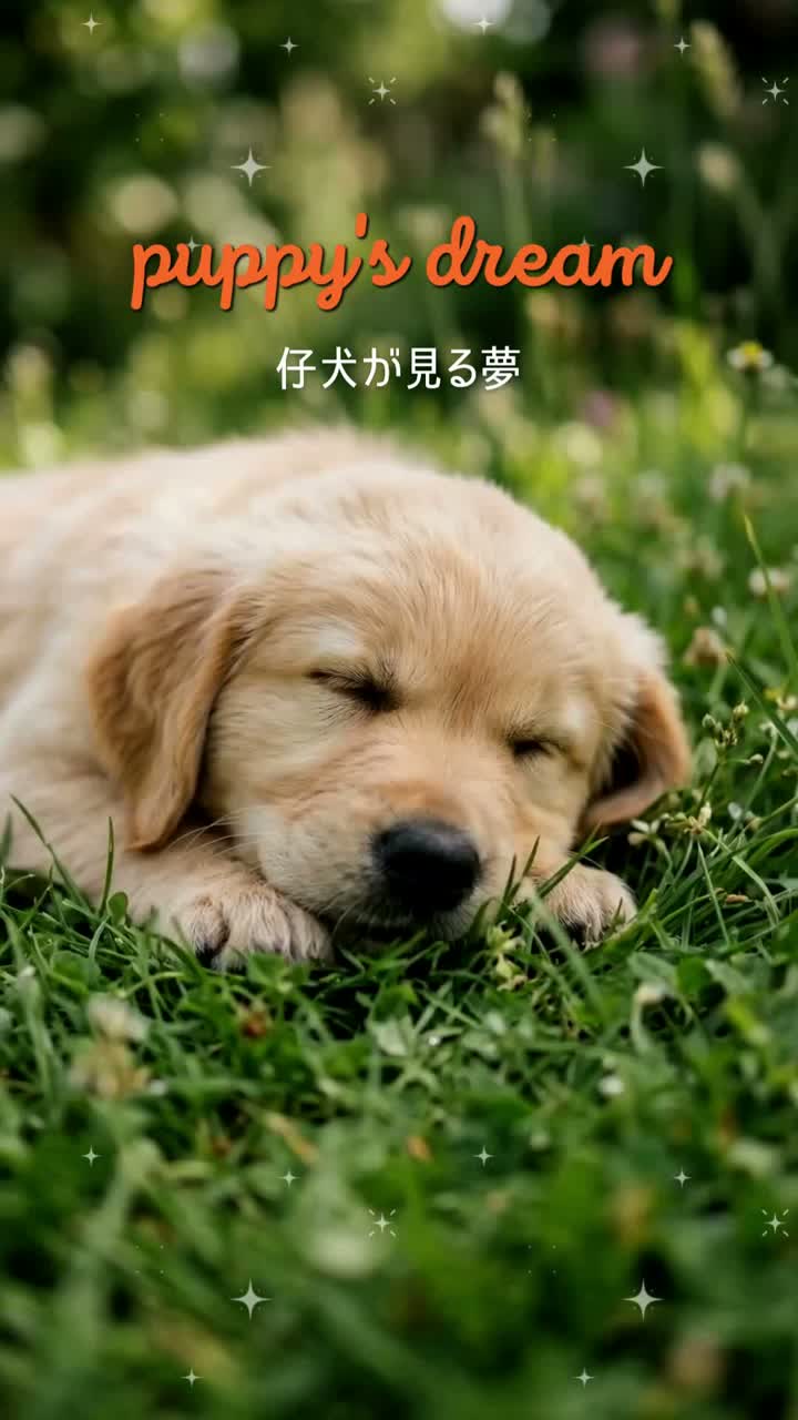 仔犬が見る夢 Puppy's dream