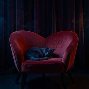 Qui Veut Danser Avec Moi Le Doux Chat Bleu
