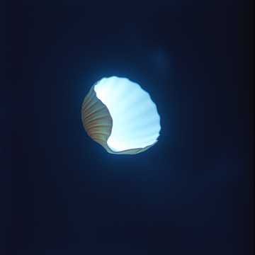 Still Shell Held