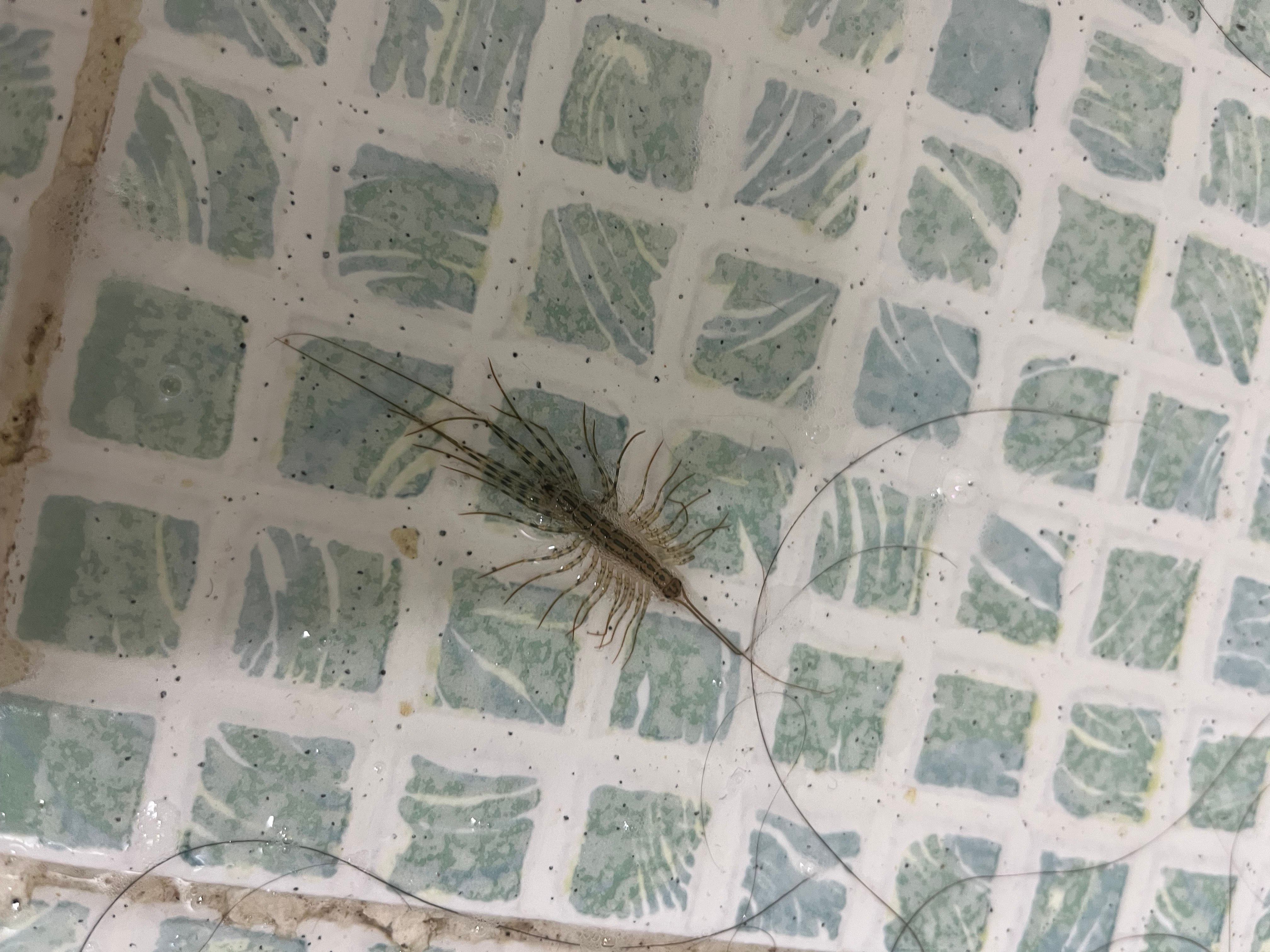 도라방스가 된 이유