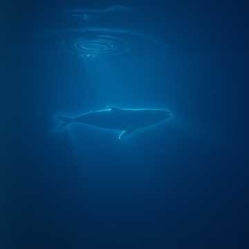 Finding the Diving Whale (Deep sea)