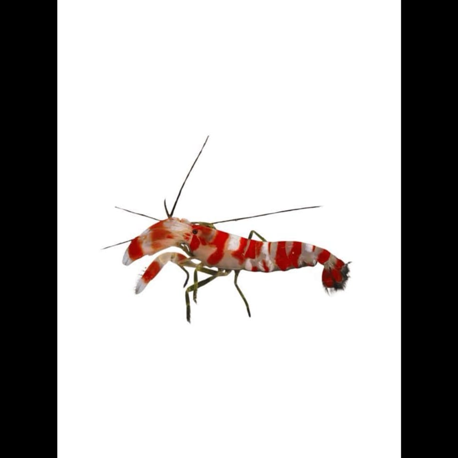 song that plays when you encounter a pistol shrimp