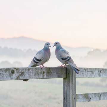Like mourning doves