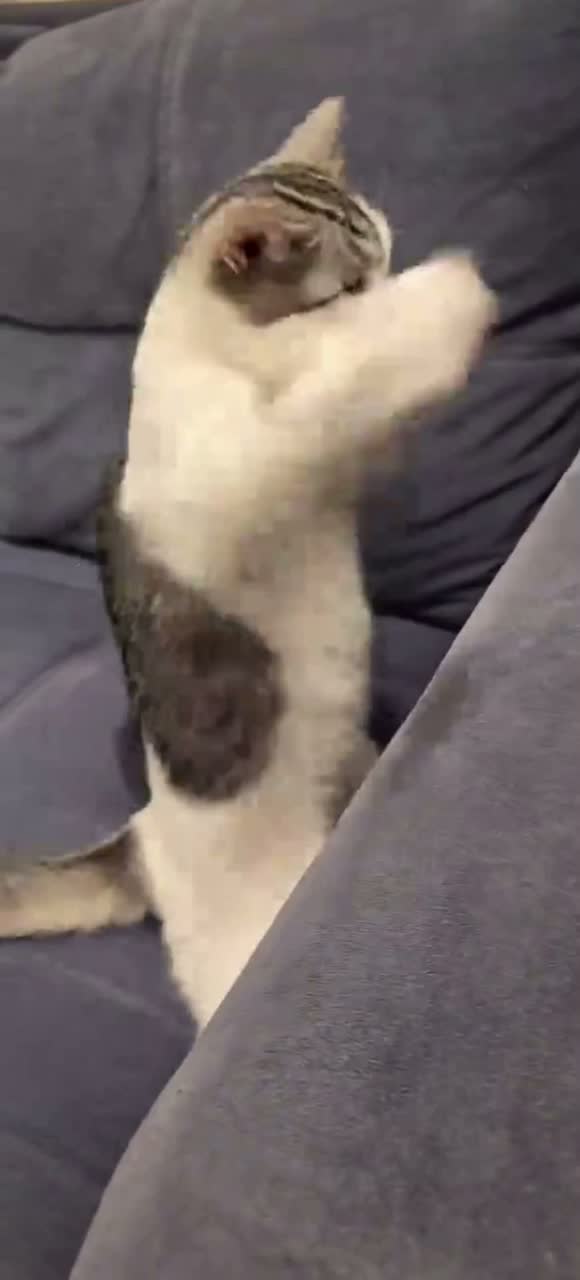 貓奴才快來