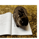 🐰:Stop reading! Look at me!