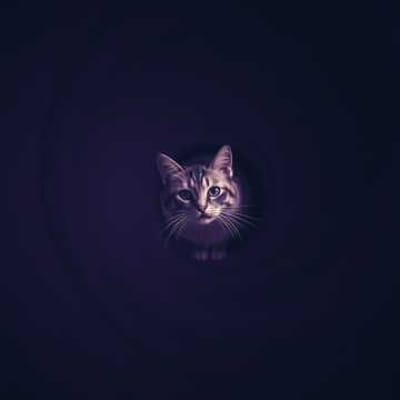 🤘🩷ψ(`∇´)ψ Meow of Madness 狂気のMeow 2025.4.28