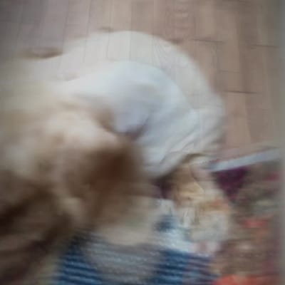 愛犬物語