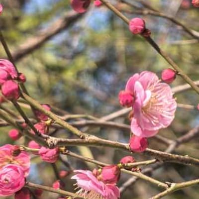 寒梅 (Winter Sweet) (Remastered) (Dedicated to Chinese Poet Wang Mian)
