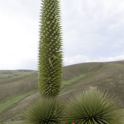 (Soprano Ver.) Mi nombre es Puya Raimondii. #Flowers