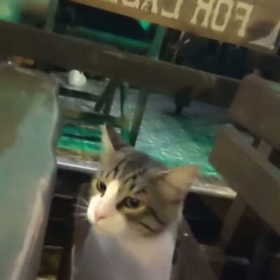 Bebé, ¿qué fue?