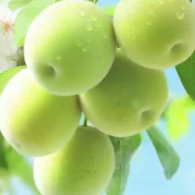 🌸🎉『1000ウメ・パレード』🎶