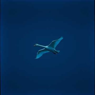 “Leda e il Cigno”