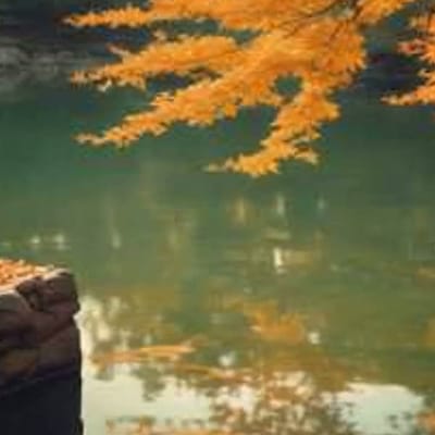 Fall in a Japanese Garden