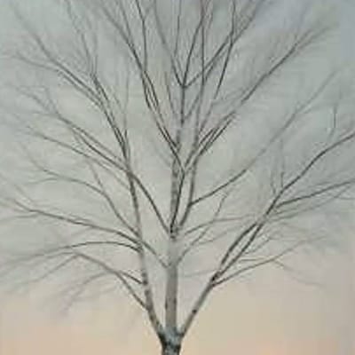 Береза (Birch)