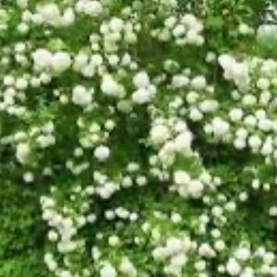 Кущ калини (Українська народна пісня)