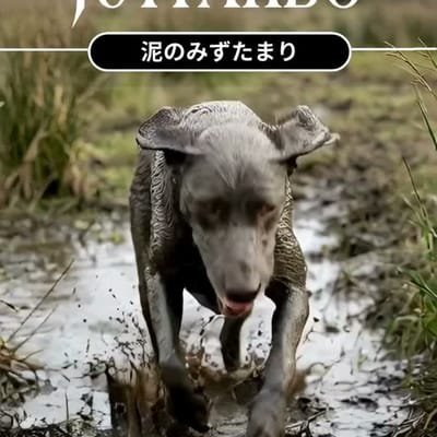 JUTTANBO 汁田んぼ KOUKA voice