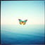 Amor Volare