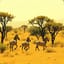 Twende safari by serengeti heroes