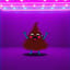 Disco poop