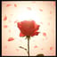 장미의 노래 (Song of the Rose)🌹