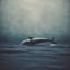 La ballena azul que se niega a encallar