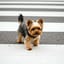 僕犬だから！（犬の歌）