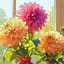 花は君へ (Flowers for You)