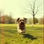 Duke, The Dog