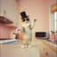 Crazed Cat Chronicles