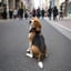 袋ない（犬の歌）